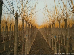 黃金槐10公分的價(jià)格，長景園林低價(jià)供應(yīng)