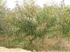 哪里有碧桃樹(shù)出售，最常用的規(guī)格多少錢(qián)一棵能