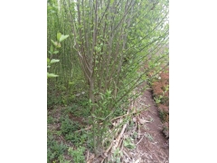 木槿價(jià)錢哪里最便宜，就來華東大型產(chǎn)地