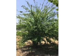 正宗紅花木槿，1~8公分規(guī)格齊全，分枝多冠幅大