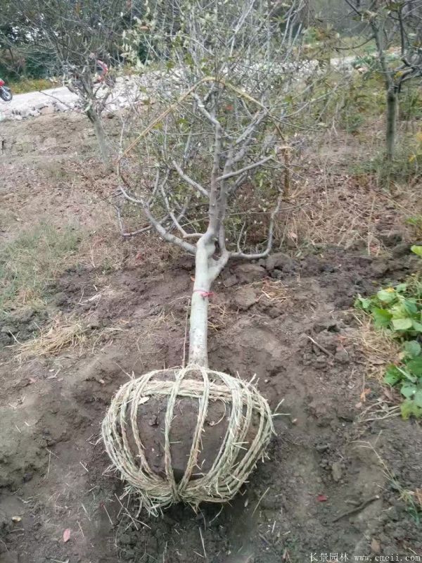 垂絲海棠圖片基地實(shí)拍