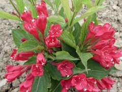 「紅王子錦帶」最新紅王子錦帶_價格_圖片_產(chǎn)地