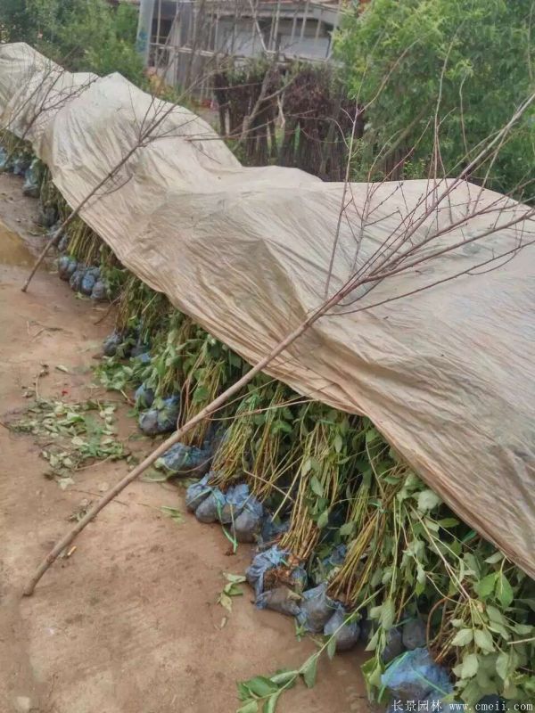 紅王子錦帶圖片基地實(shí)拍