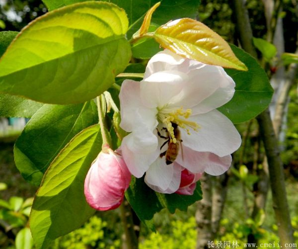 西府海棠圖片基地實拍