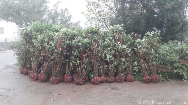 結(jié)香圖片基地實拍