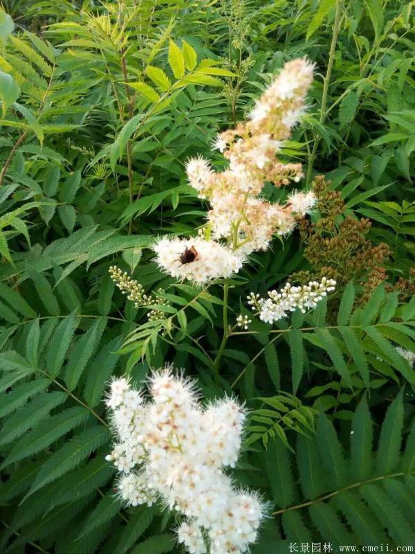 珍珠梅圖片基地實拍