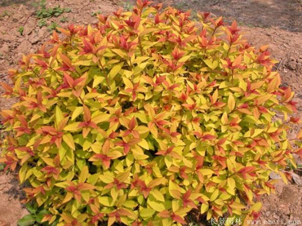 繡線(xiàn)菊?qǐng)D片基地實(shí)拍