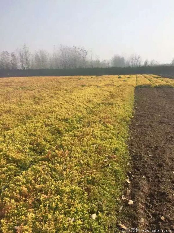 繡線(xiàn)菊?qǐng)D片基地實(shí)拍