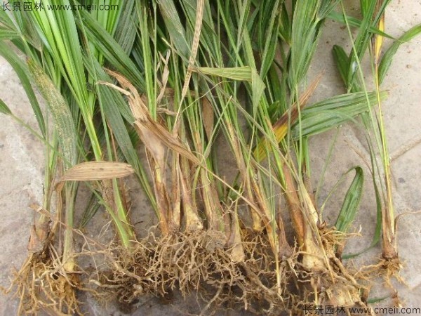 棕樹(shù)種子發(fā)芽出苗圖片