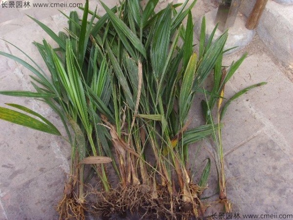 棕樹(shù)種子發(fā)芽出苗圖片