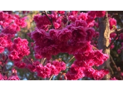 日本櫻花一共有多少個(gè)種類？