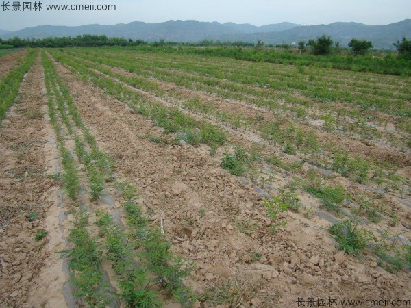 棗樹種子發(fā)芽出苗圖片