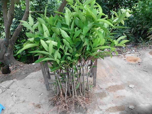 荔枝種子發(fā)芽出苗圖片