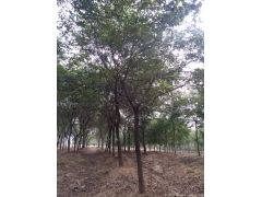 2017年櫸樹行情及價格，關(guān)注全國較大的櫸樹產(chǎn)區(qū)