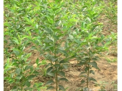 咨詢櫻花樹苗價格，先來比較大的櫻花種植區(qū)考