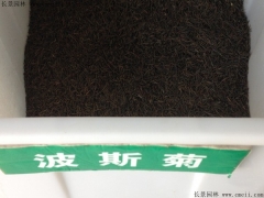 「波斯菊種子」批發(fā)最新波斯菊種子_價格_圖片