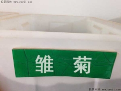 「雛菊種子」最新雛菊種子_價格_圖片_種植技術(shù)