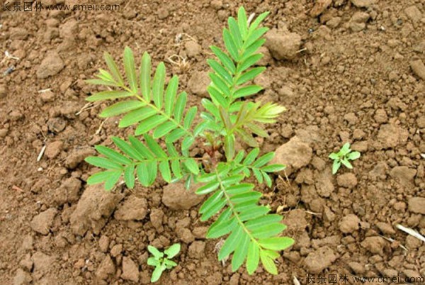 楓楊種子發(fā)芽出苗圖片