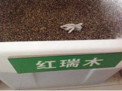 「紅瑞木種子」最新紅瑞木種子_價格_圖片_種植