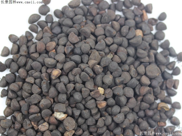 牽?；ǚN子圖片