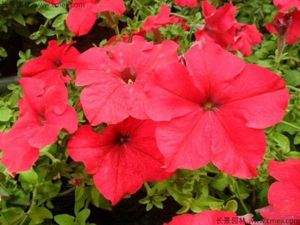 牽?；ǚN子發(fā)芽出苗開花圖片