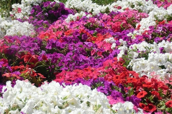 牽?；ǚN子發(fā)芽出苗開花圖片