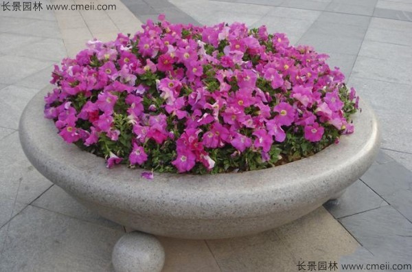 牽?；ǚN子發(fā)芽出苗開花圖片