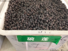 如何區(qū)分正宗碗蓮種子，和荷花種子怎么分辨？