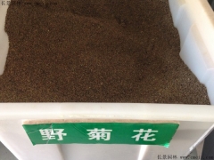 「野菊花種子」最新野菊花種子_價格_圖片_種植