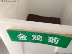 「金雞菊種子」最新金雞菊種子_價格_圖片_種植