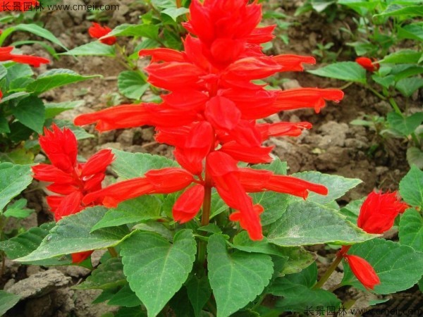 一串紅種子發(fā)芽出苗開(kāi)花圖片