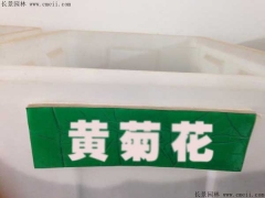 「黃菊花種子」最新黃菊花種子_價格_圖片_種植