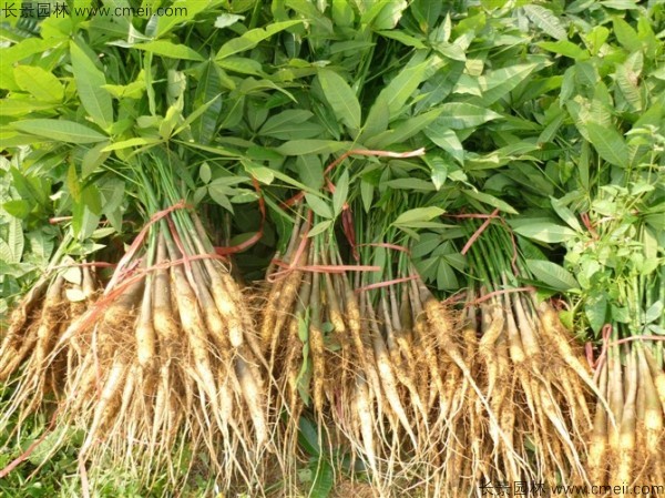 發(fā)財(cái)樹種子發(fā)芽出苗圖片