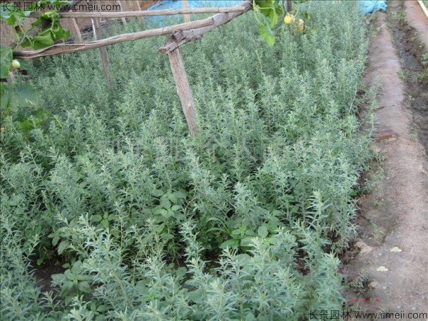 刺柳種子發(fā)芽出苗圖片