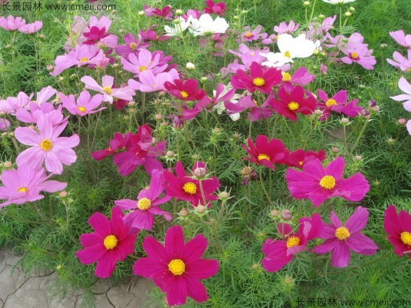 格?；?/></a><br/></td></tr><tr><td>
					名稱【<a href=