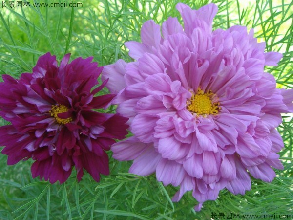 格?；ǚN子發(fā)芽出苗開花圖片