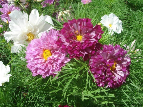 格?；ǚN子發(fā)芽出苗開花圖片