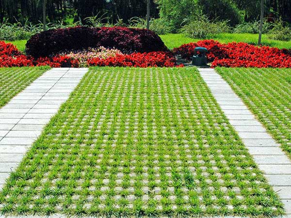 停車場草坪種植草坪種子綠化