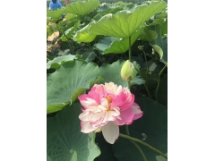 植物天然荷花開花圖片_花朵種子