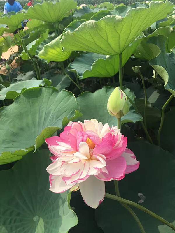 荷花種植基地實拍優(yōu)質(zhì)品種類