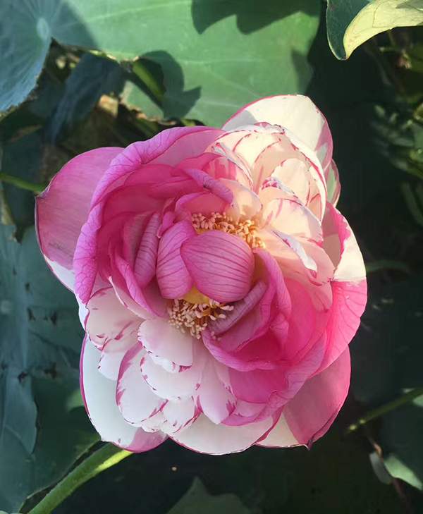 荷花種植基地實拍優(yōu)質(zhì)品種類