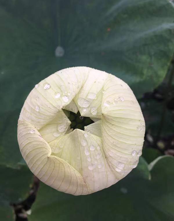 荷花種植基地實拍優(yōu)質(zhì)品種類