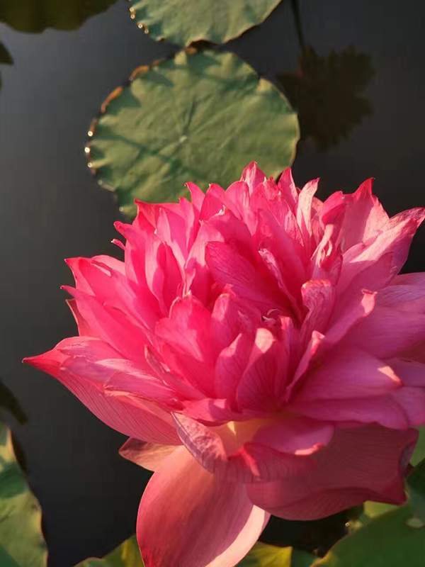 荷花種植基地實拍優(yōu)質(zhì)品種類