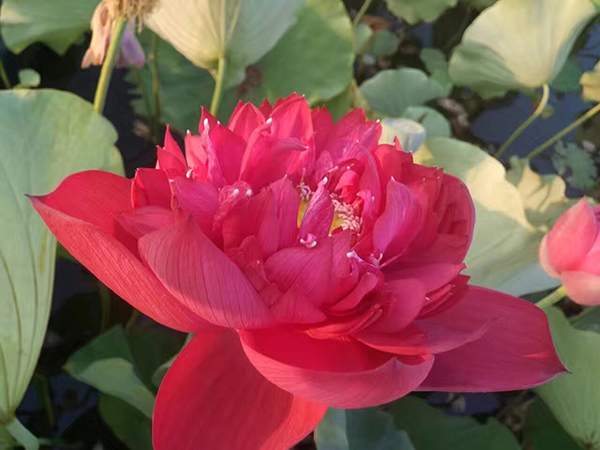 荷花種植基地實拍優(yōu)質(zhì)品種類