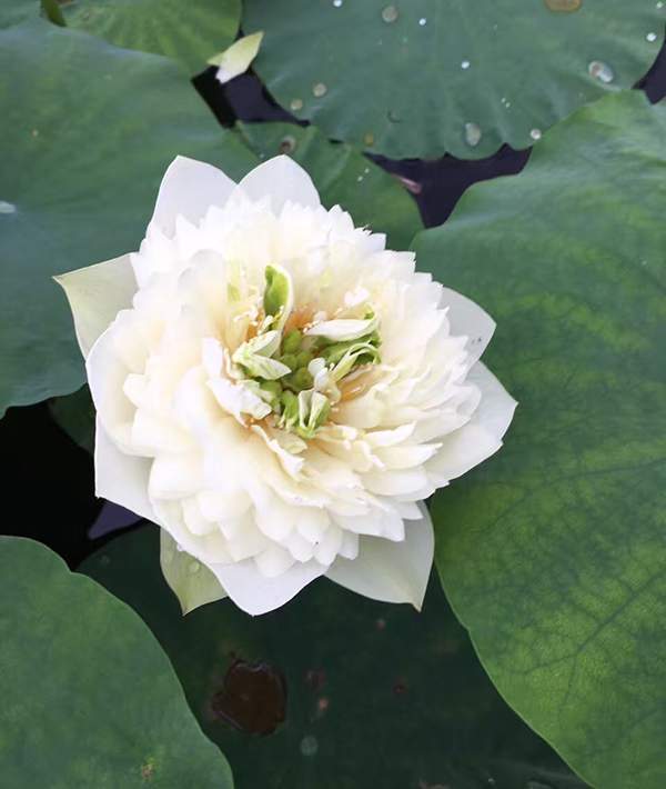 荷花種植基地實拍優(yōu)質(zhì)品種類