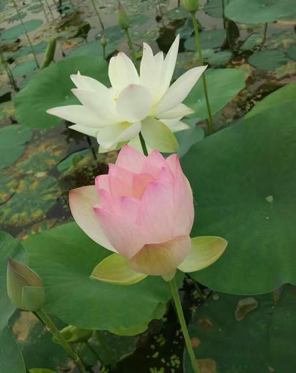 荷花種植基地實拍優(yōu)質(zhì)品種類