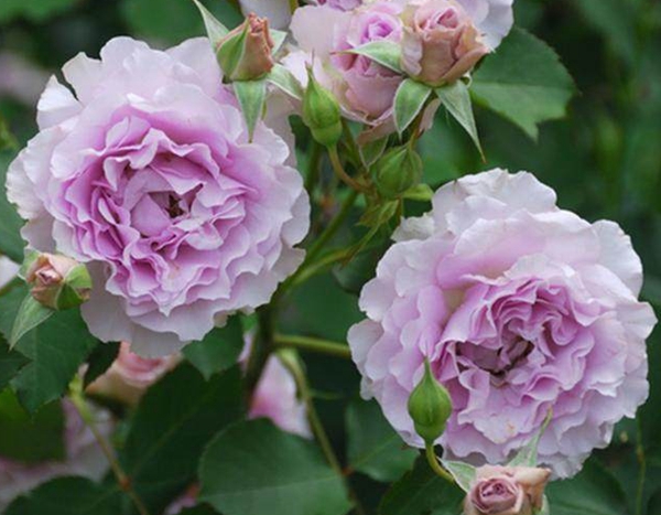 薰衣草女神歐月照片