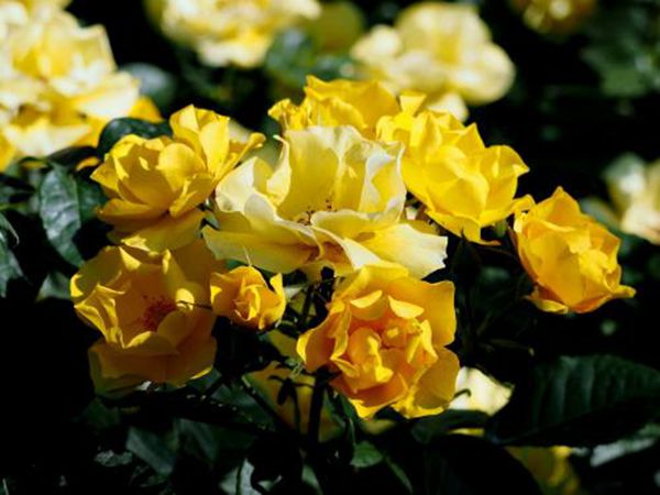 江蘇沭陽歐月基地照片