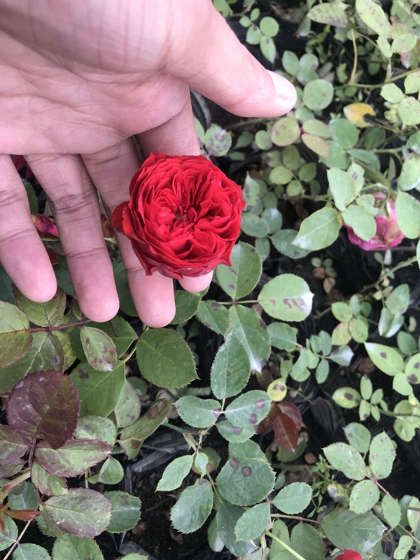 江蘇沭陽歐月基地