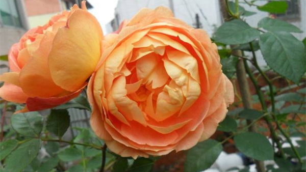 沭陽(yáng)長(zhǎng)景園林歐月基地